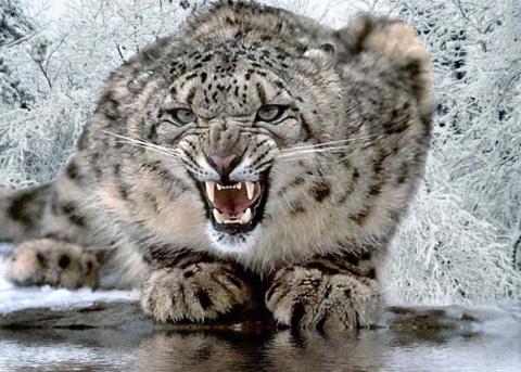 leopardo de la nieve